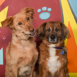 Fundraising Page: Linda Spranger